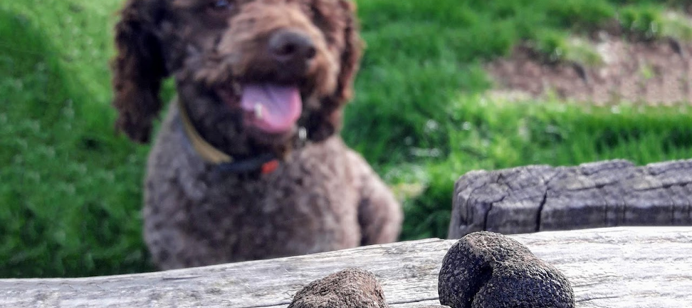 Private Truffle Hunting Adventure